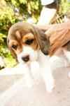 Cute Little Beagle Puppies - Beagle Dog