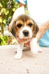 Cute Little Beagle Puppies - Beagle Dog