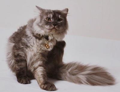 Mucuk  - Domestic Long Hair + Persian Cat