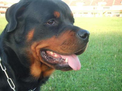 Cido - Rottweiler Dog