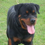 Cido - Rottweiler Dog