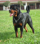 Cido - Rottweiler Dog