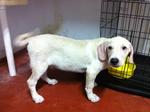 Thomas (White) - Labrador Retriever Dog