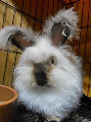 Ea1 - Angora Rabbit Rabbit