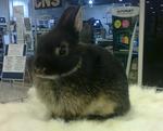 Nd1 - Netherland Dwarf Rabbit