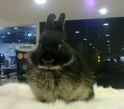 Nd1 - Netherland Dwarf Rabbit