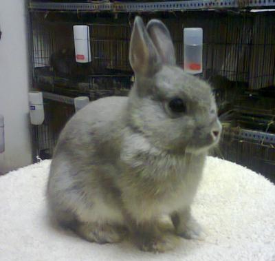 Nd Trio - Netherland Dwarf Rabbit