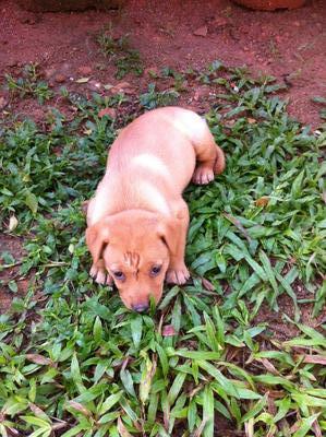 1 Adorable Puppy - Mixed Breed Dog