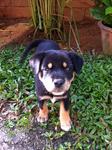 1 Adorable Puppy - Mixed Breed Dog