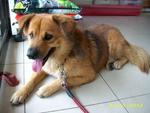 Gugu - Finnish Spitz Mix Dog