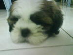 Shih Tzu - Shih Tzu Dog