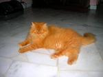 -chris- - Persian Cat