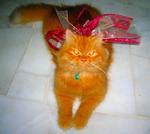 -chris- - Persian Cat