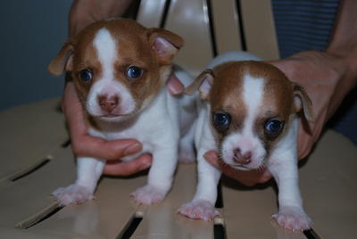 Pure Breed Chihuahua Puppies - Chihuahua Dog