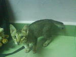 Chiema is a female - 3months old