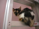 Calico Ayaya - Domestic Medium Hair Cat