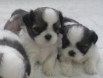 Shih Tzu  - Shih Tzu Dog