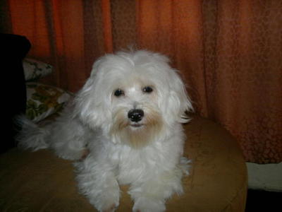 PF27699 - Maltese Dog