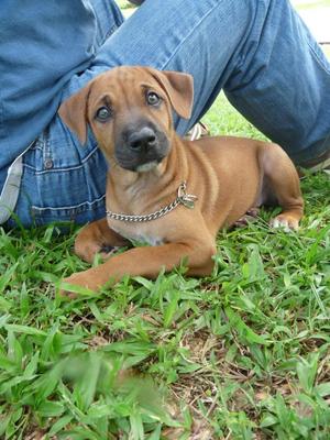 Shasha - Mixed Breed Dog