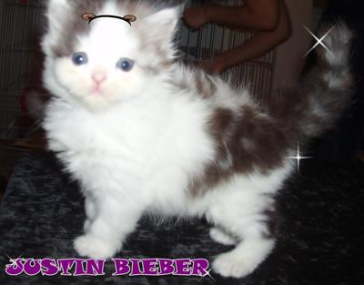 Justin Bieber - Semi Flat Face  - Persian Cat