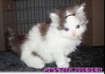 Justin Bieber - Semi Flat Face  - Persian Cat