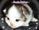 Justin Bieber - Semi Flat Face  - Persian Cat