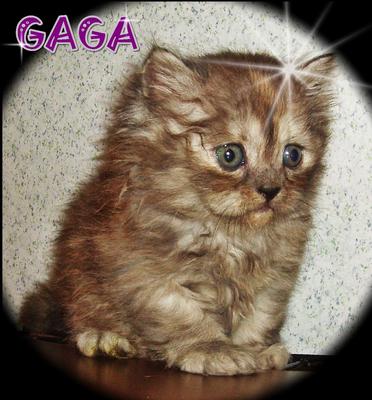 Gaga-semi Flat Face Persian - Persian Cat