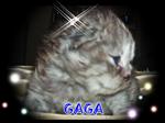 Gaga-semi Flat Face Persian - Persian Cat