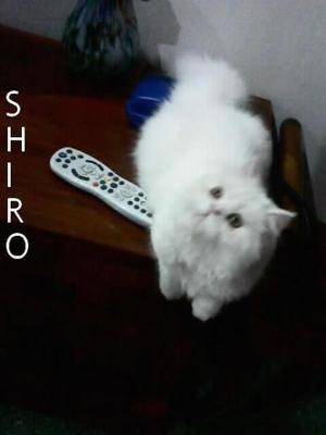 Shiro - Persian Cat