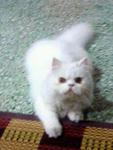 Shiro - Persian Cat