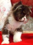 Che'tam - Persian Cat