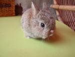 Rabbit Netherland Dwarf - Netherland Dwarf Rabbit