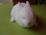 Rabbit Netherland Dwarf - Netherland Dwarf Rabbit