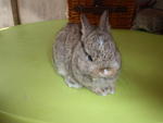 Rabbit Netherland Dwarf - Netherland Dwarf Rabbit