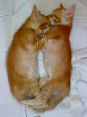 Baby, Oyen &amp; Momot - Domestic Short Hair Cat