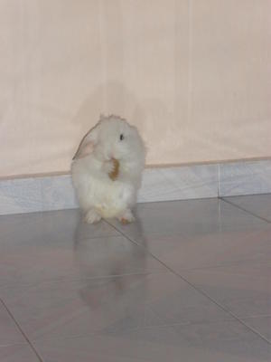 Billy - Lionhead + Angora Rabbit Rabbit