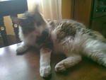 Cathy - Maine Coon Cat