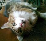 Cathy - Maine Coon Cat