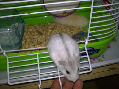 Baby Boy &amp; Baby Girl - Syrian / Golden Hamster Hamster