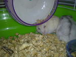 Baby Boy &amp; Baby Girl - Syrian / Golden Hamster Hamster