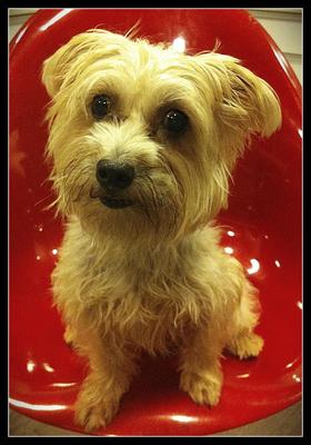 Yuki - Silky Terrier Dog