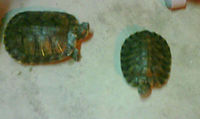 Bella &amp; Edward - Turtle Reptile