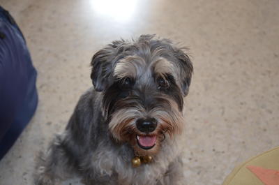 Miki - Schnauzer Dog