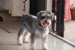 Miki - Schnauzer Dog