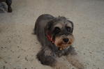 Miki - Schnauzer Dog