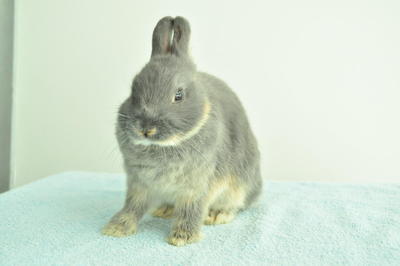 Netherland Dwarf - Blue Otter 1 - Netherland Dwarf Rabbit