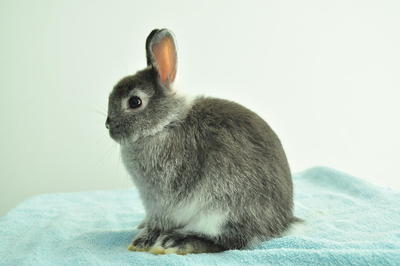 Netherland Dwarf - Sable Marten  - Netherland Dwarf Rabbit