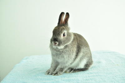 Netherland Dwarf - Sable Marten 1 - Netherland Dwarf Rabbit