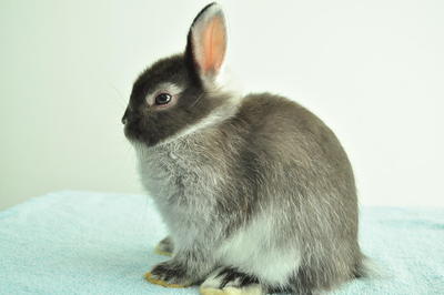 Netherland Dwarf - Sable Marten 3 - Netherland Dwarf Rabbit