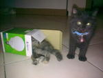 Montel &amp; Max - Persian + Domestic Medium Hair Cat